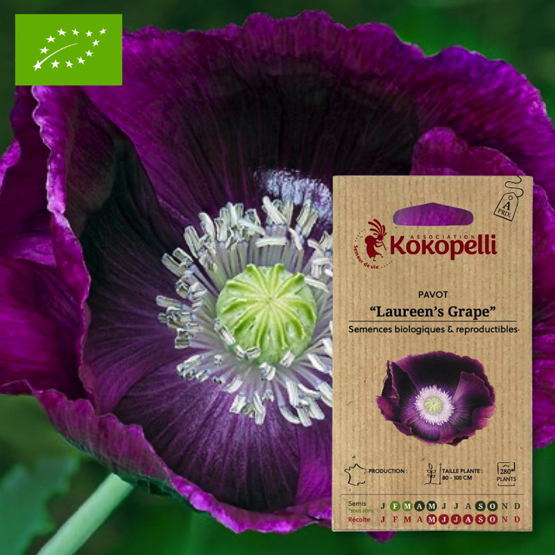 Graines Chicorée Scarole Blonde Cœur Plein BIO Les Doigts Verts