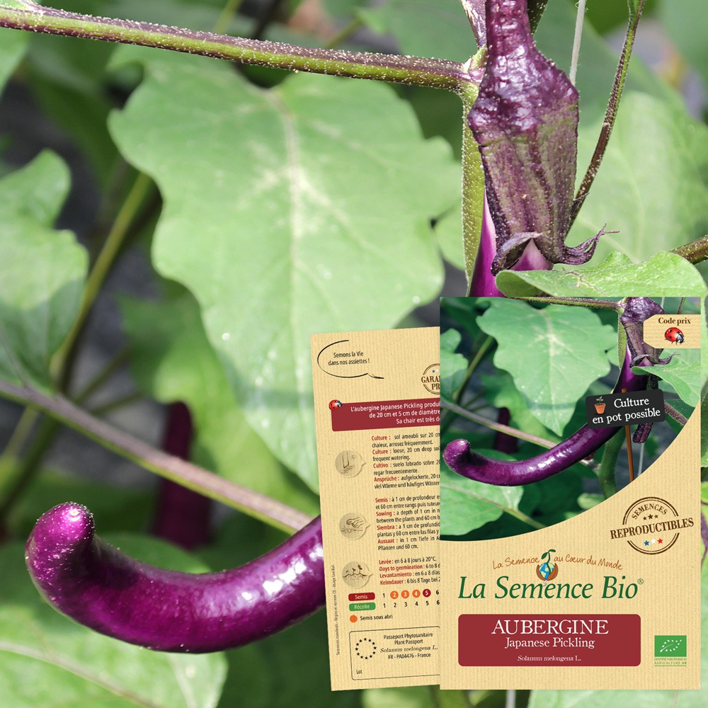 La Semence Bio AUBERGINE Japanese Pickling - Graines Bio | Greenweez