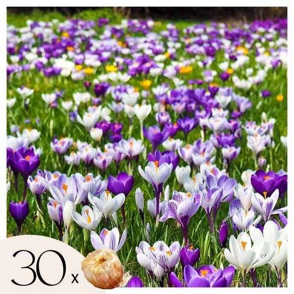 Bulbes De Crocus 'Dorothy' Noirs - 10 Bulbes Vivaces Pour Jardins, Pots Ou Pelouses, Floraison Mars-avril - 3