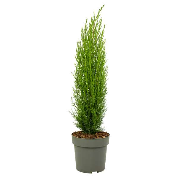 Tropictrees - Cyprès D'Italie 100cm | Rustique, Persistant | Plante Extérieur/Jardin En Pot