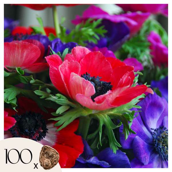 Thompson and Morgan Anemone De Caen Mix Bulb 40 Pack