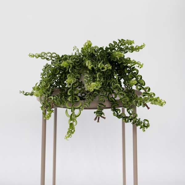 Plante Aeschynanthus 'Twister' - Plante Suspendue à Vrilles Vertes, Pot 15 Cm, Hauteur 20-30 Cm