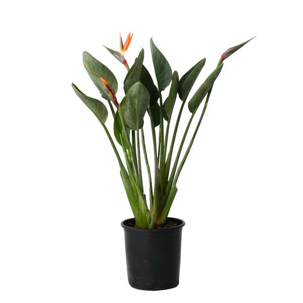 Comment faire fleurir un oiseau du paradis ? - Gamm vert