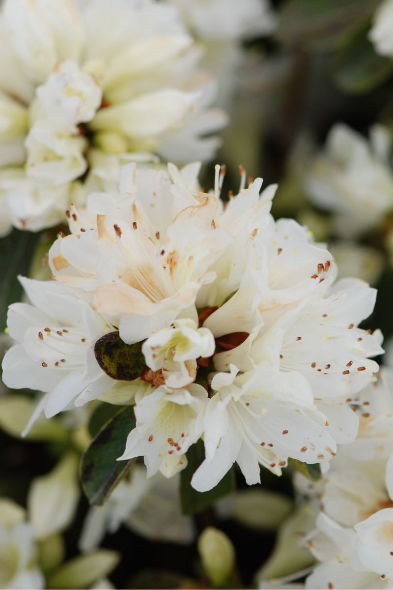Azalée 'Geisha Blanc' En Pot - Plante Vivace Persistante Pour Jardin Ou Balcon, 9 Cm Pot