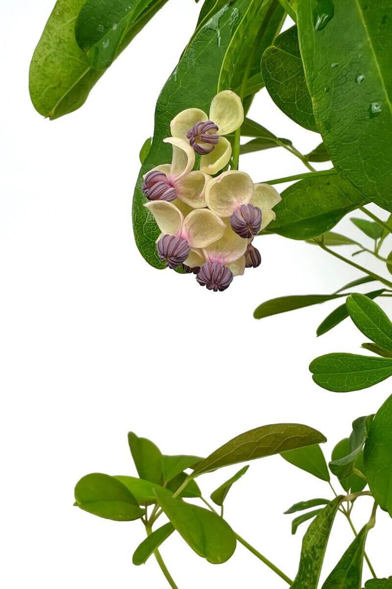 Akebia quinata 'Silver Bells' 3L Greenweez