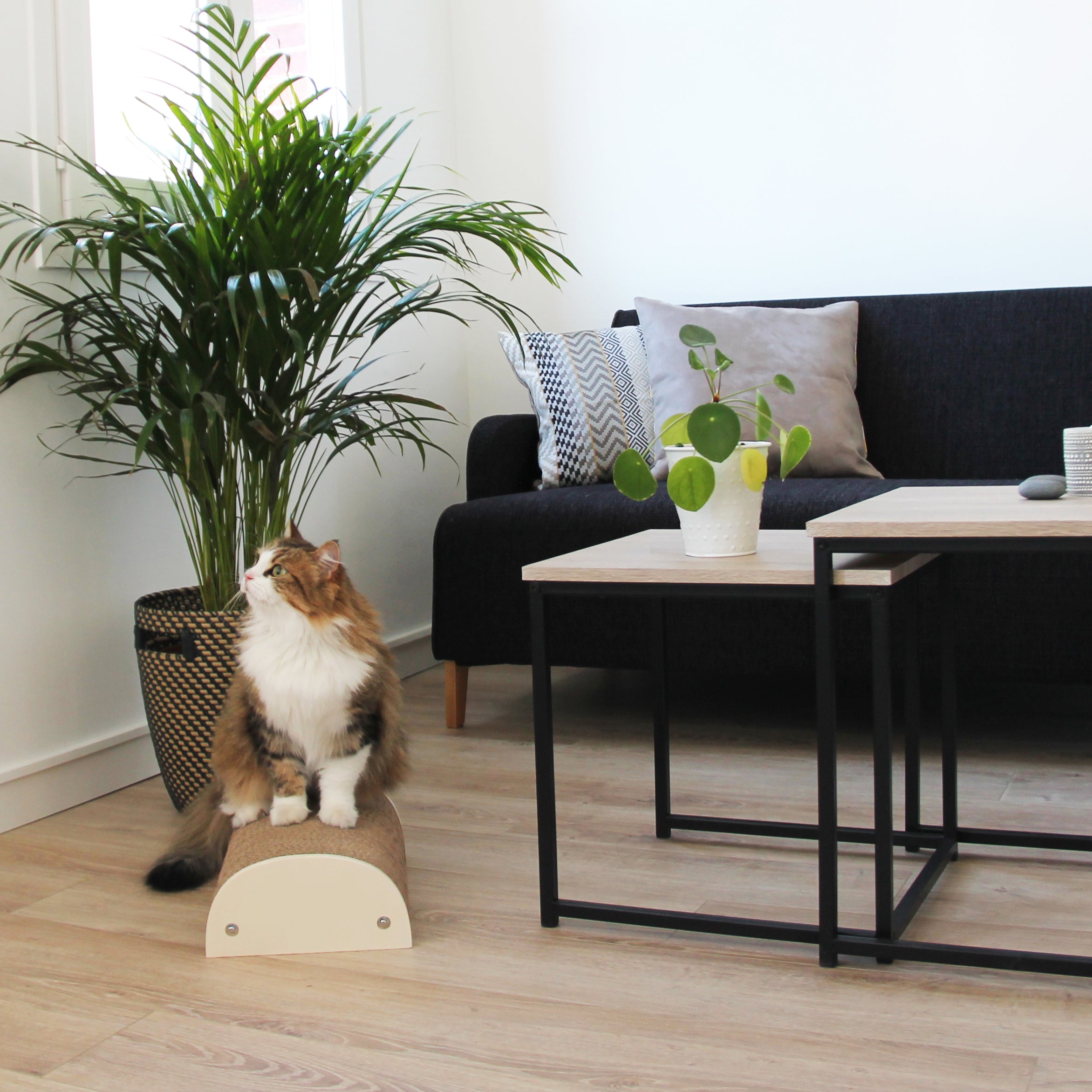 Homycat - Petit griffoir logo Homycat