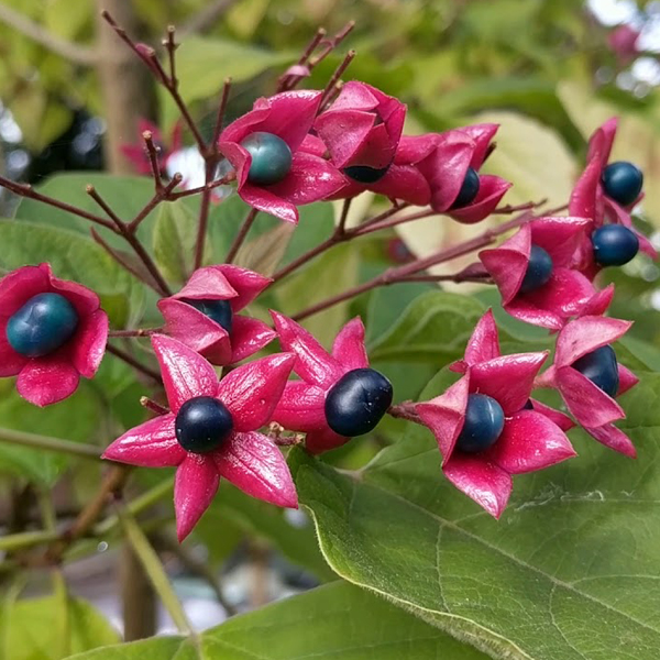 Arbre Du Clergé (Clerodendrum Trichotomum) 40-50 Cm En Pot - Arbuste Décoratif Fleurs Blanches Parfumées, Baies Bleues