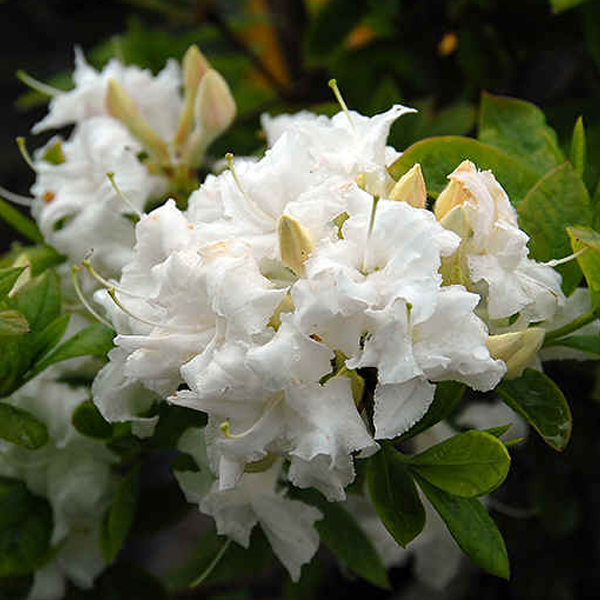 Azalée Caduque Knaphill Orange 40-50 Cm En Conteneur - Rhododendron à Fleurs Orange
