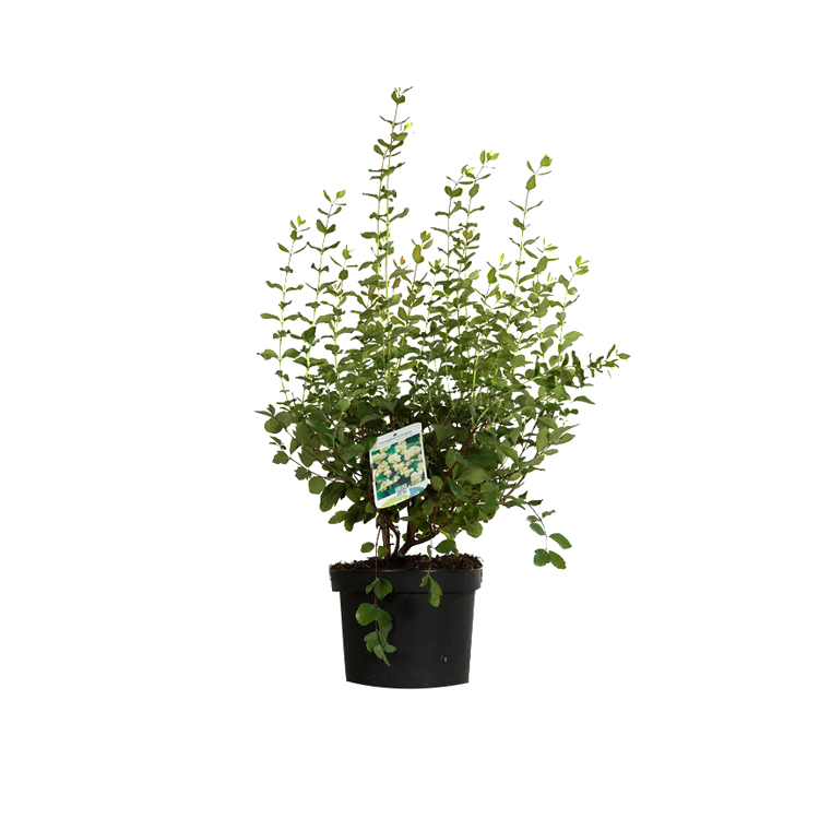 SYMPHORICARPOS Doorenbosii White Hedge / SYMPHORINE WHITE HEDGE