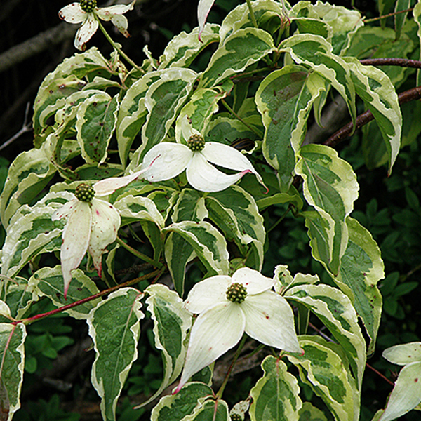 Cornus controversa 'Variegata' - 50-60 cm pot | Greenweez Cornus controversa 'Variegata' - 50-60 cm pot | Greenweez