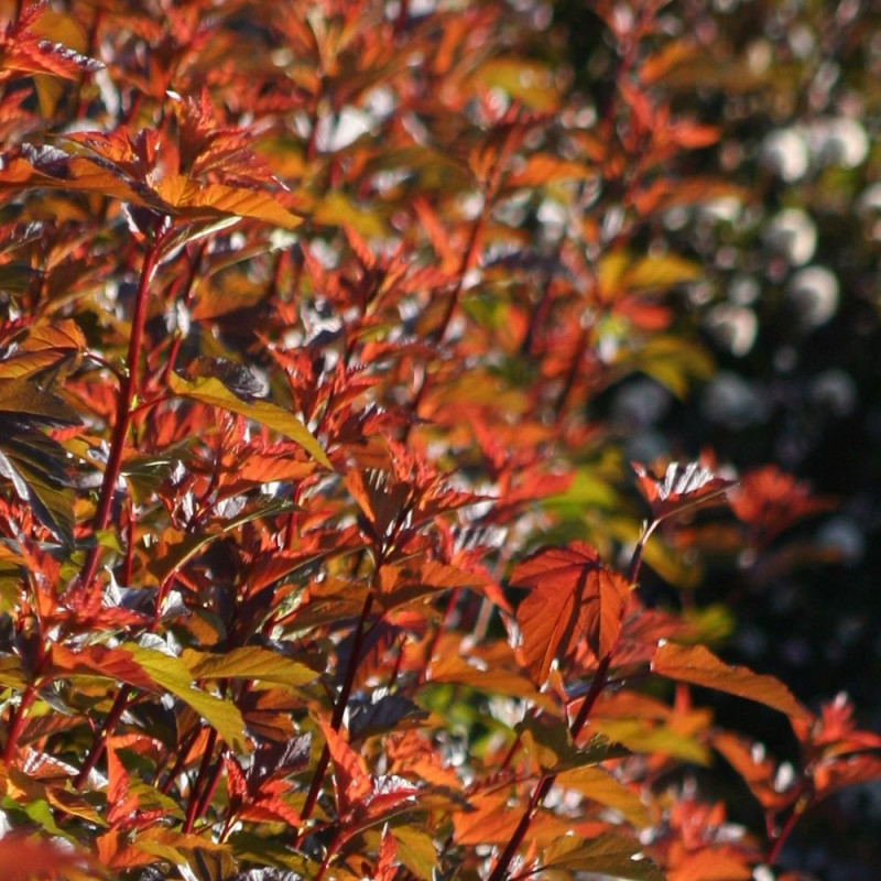 Images Gratuites : eau, la nature, feuille, fleur, animal, piscine, nager, botanique, jardin