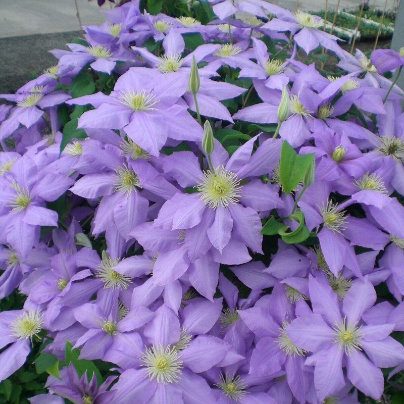 Clématite H F Young C1 - Grande Fleur Bleue Intense, Plante Grimpante 5L